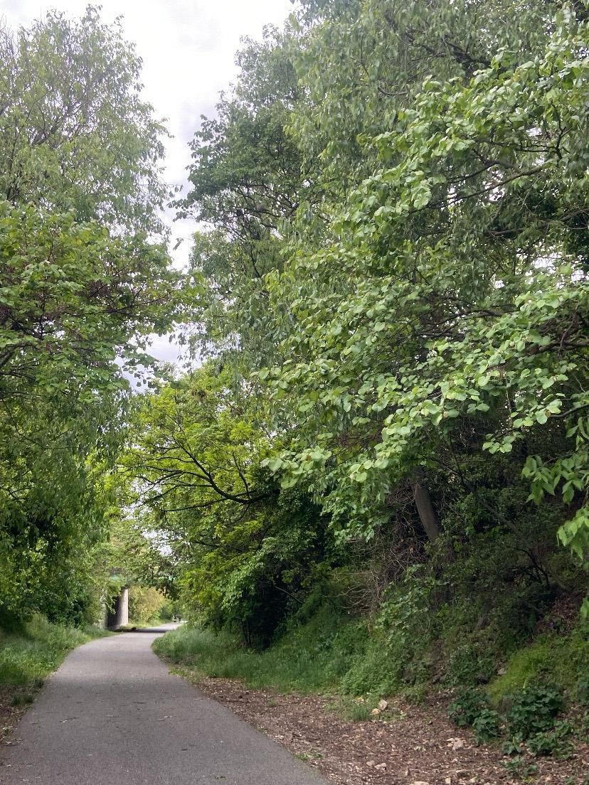 Photo vigne a vélo Les Arcs